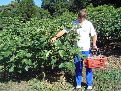 Remi Karling colhendo figo em sua propriedade